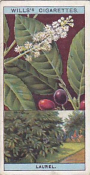 Wills Vintage Cigarette Card Flowering Trees &  Shrubs 1924 No 29 Common O...