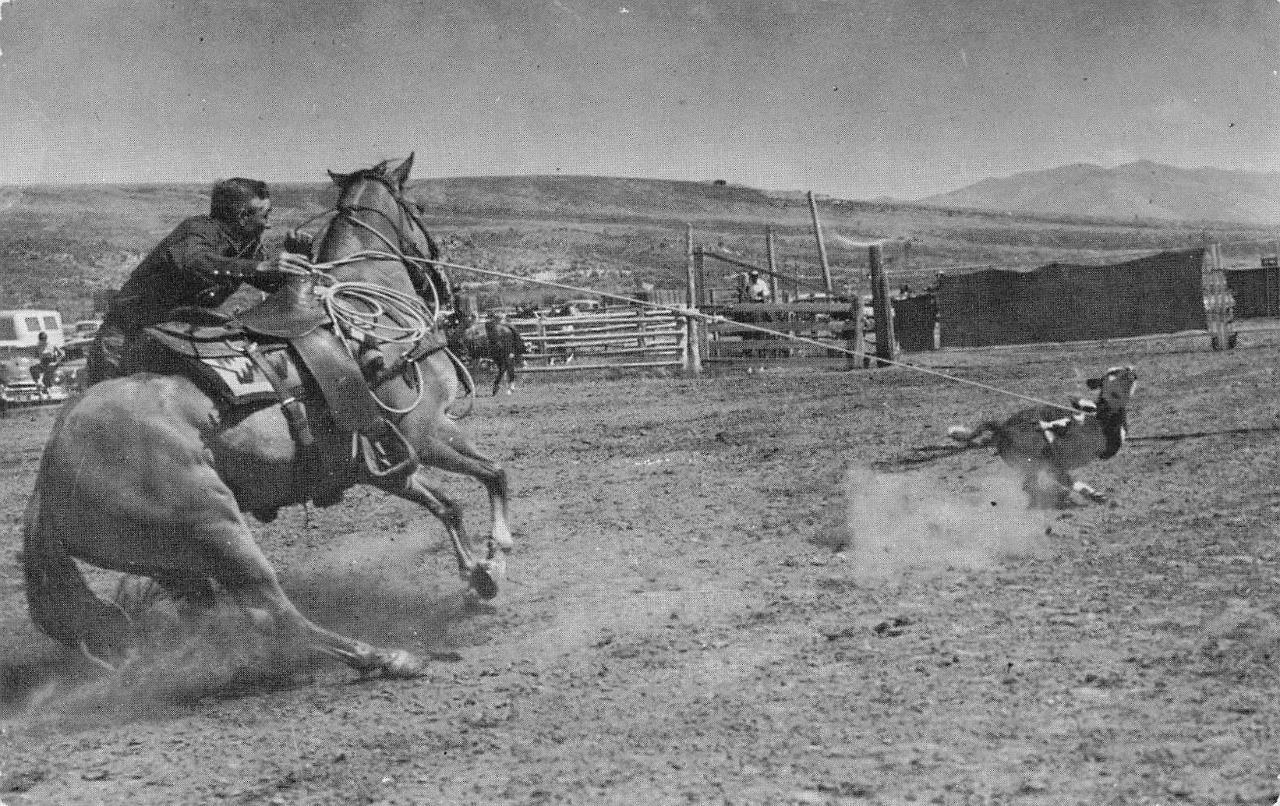 Bill Aller of Pocatello Roping Cow Rockland, Idaho Annual Rodeo c1950s