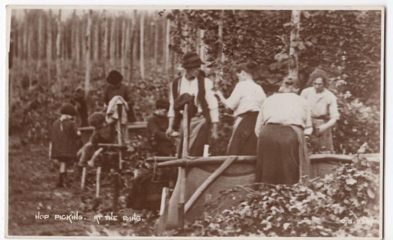 Social History; Hop Picking. At The Bins, Unknown Location RP PPC By Photochrom