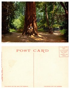 Gen. Grant Big Redwood Tree, Santa Cruz, Calif. (26697