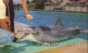 Flipper, Talking Dolphin - Marineland of the Pacific, California CA  