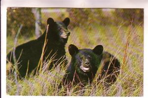 Native Black Bears, Great Smoky Mountains National Park, Used 1979