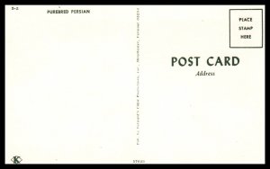 Purebred Persian Cat