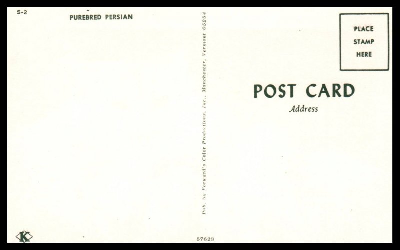 Purebred Persian Cat