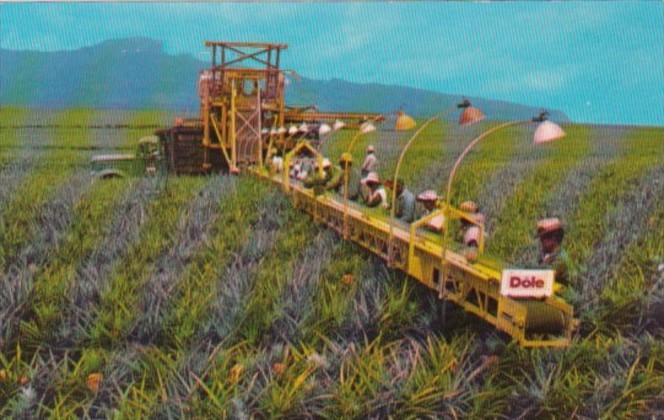 Hawaii Harvesting PIneapples On The Dole Plantation