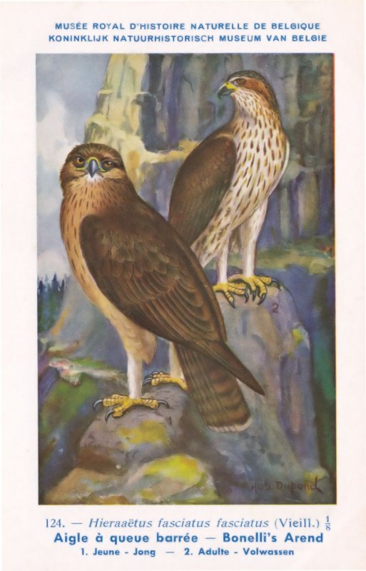 Bonelli's Eagle Hieraaetus Fasciatus WW2 Antique Bird Postcard