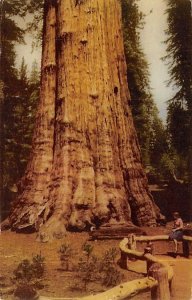 Sequoia National Park Fresno CA