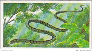 Brooke Bond Vintage Trade Card Incredible Creatures 1986 No 31 Paradise Tree ...