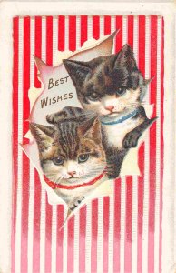 Kittens Cats Best Wishes 1910c postcard