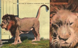 Vintage Postcard 1945 King Of Beasts At Ringling Bros. Winter Sarasota Florida