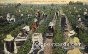 Picking Strawberries - Hood River Valley, Oregon OR  