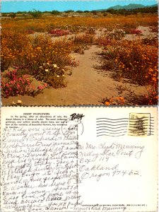 Desert Wildflowers (12079)