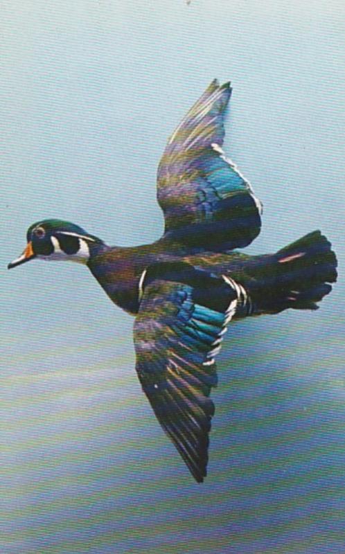 Pennsylvania Philadelphia Male Wood Duck Natural History Museum