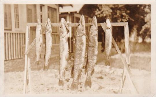 Fishing Days Catch String Of Muskies Houghton Lake Michigan 1929 Real Photo