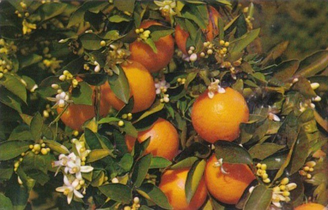 Florida Branch Of An Orange Tree Blooming & Bearing Fruit