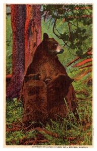 Postcard Yellowstone - The Madonna of the Wilds - Bear and Cub