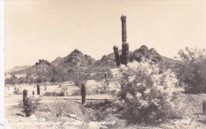 Arizona Giant Cactus Bloom Real Photo