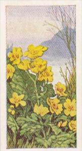 Glengettie Trade Card Wild Flowers No 20 Marsh Marigold