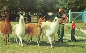 BowmanVille Zoo Ontario Canada LLamas Peterborough Postcard Oakman 20-1532