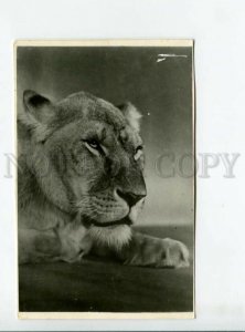 3165438 Moscow ZOO Lion lioness Old PHOTO Russian PC