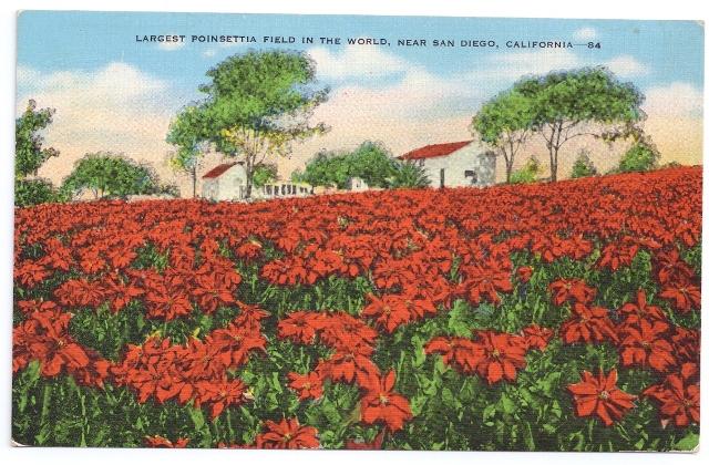 San Diego CA Largest Poinsettia Field in the World Kropp Linen Flower Postcard