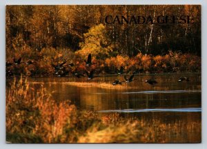 Canada Geese Flying Over Water Near Woods 4x6 Postcard 1723