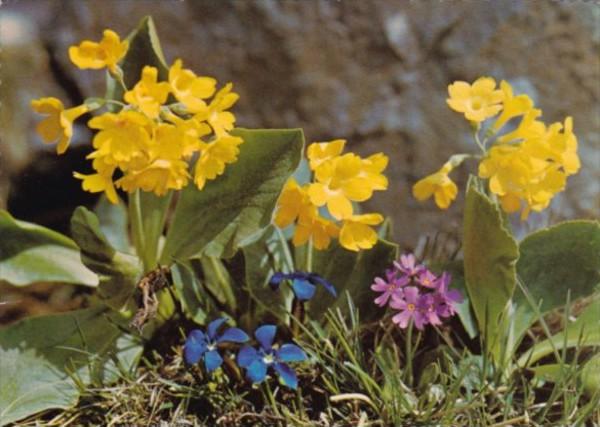 Flowers Felsenaurikel Primula auricula