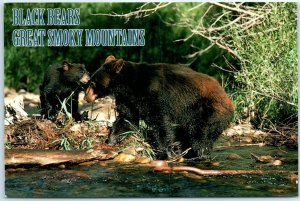 Postcard - Black Bears, Great Smoky Mountains