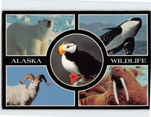 Postcard Alaska Wildlife, Alaska