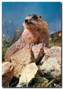 Postcard Modern Animals Mountain La Marmotte
