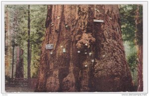 Giant Big Tree, Santa Cruz, California, 00-10's