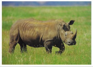 US Exotic Wildlife  Unused - White Rhinoceros.  Beautiful.