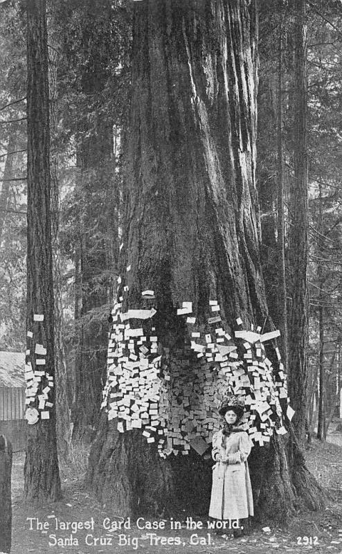 Santa Cruz CA Big Trees  Largest Post Card Case in The World