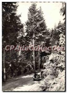 Postcard Old La Foret de Turini A M