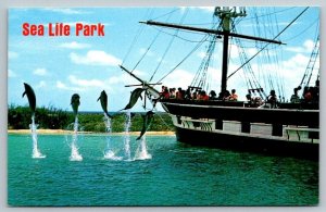 Sea Life Park  Oahu  Hawaii   Postcard