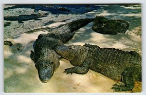 Postcard Weeki Wachee Springs Florida Alligators Flowers Mermaid Show Chrome