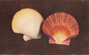 Postcard Fan Pecten Seashell