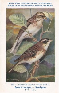 Rustic Bunting Emberiza Rustica WW2 Bird Rare Postcard