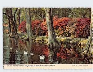 Postcard Ducks on Parade at Magnolia Plantation and Gardens Charleston SC