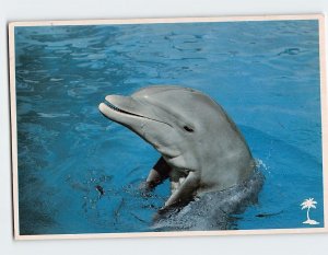 Postcard Florida Porpoise, Miami Seaquarium, Miami, Florida