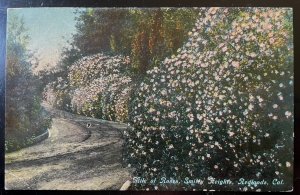 Vintage Postcard 1912 Mile of Roses, Smiley Heights, Redlands, California (CA)