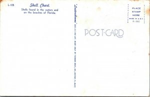 Florida Beach Sea Shell Chart Identify Names Vintage Postcard