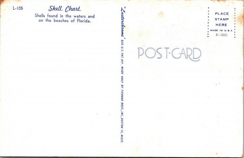 Florida Beach Sea Shell Chart Identify Names Vintage Postcard