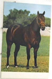 A3639   HORSE   POSTCARD,  \ KING JAGUAR \