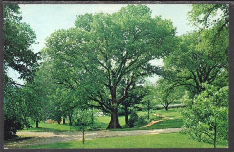 Judgment Tree,Daniel Boone Home,Defiance,MO