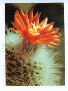 419465 USSR 1989 year flowering cacti postal postcard POSTAL stationery