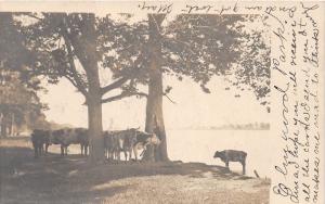 E15/ Toledo Ohio Real Photo RPPC Postcard c1910 Elmwood Park Cows River