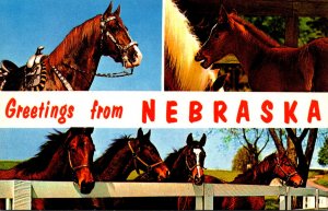 Greetings From Nebraska With Horse