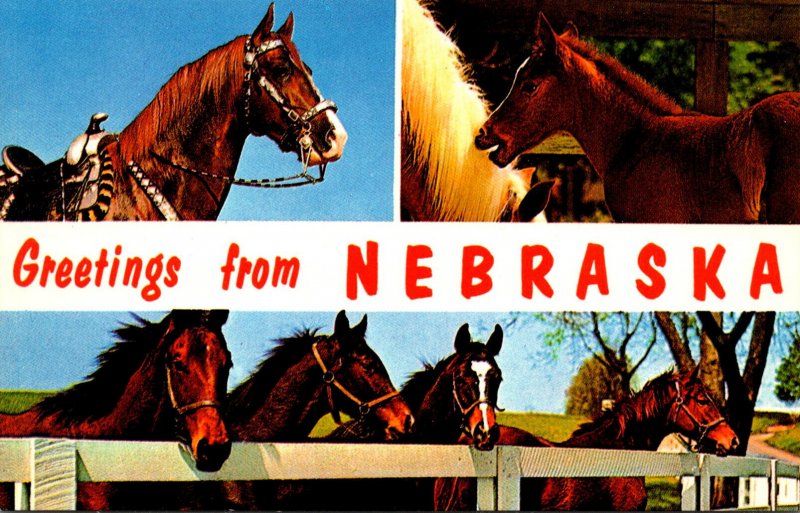 Greetings From Nebraska With Horse