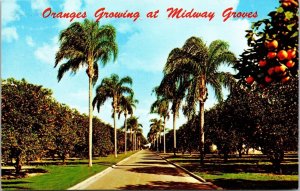 Midway Orange Groves Bradenton & Sarasota Florida Tropical Chrome Postcard 